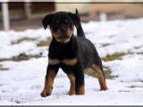 Rottweiler Du Rocher de Mutzig
