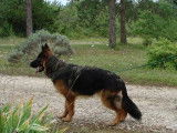 jeune femelle