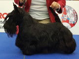 Verascott   Kennel
