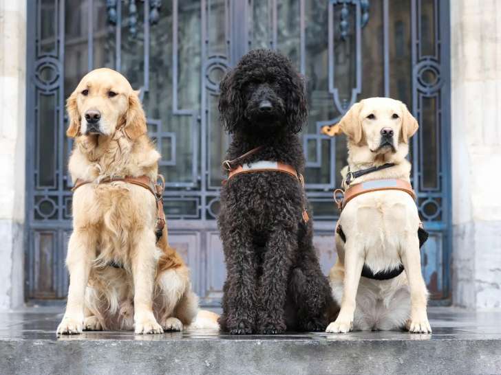 Chiens Guides d'Aveugles - Centres Paul Corteville
