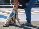 Chiens Guides d'Aveugles - Centres Paul Corteville