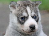 Liubov Siberian Husky