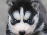 Liubov Siberian Husky