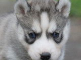 Liubov Siberian Husky