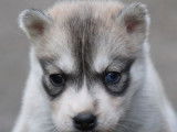 Liubov Siberian Husky