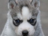 Liubov Siberian Husky