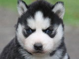 Liubov Siberian Husky