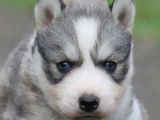 Liubov Siberian Husky