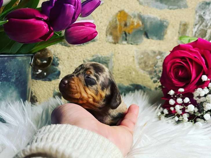 Du Parc Aux Sequoias