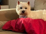 les westie