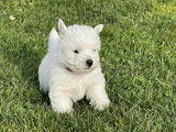 les westie