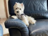 les westie