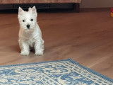 les westie