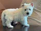 les westie