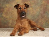 Beddy Gelert