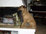 Beddy Gelert