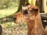Beddy Gelert