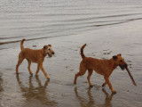 Beddy Gelert