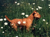 Beddy Gelert