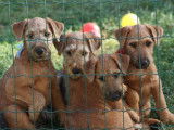 Beddy Gelert