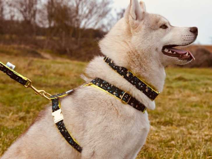 ASS Top Husky – Jeu De Cartes Chiens, Quatuor Et Atout, Dès 6 Ans
