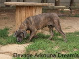 Arkouna Dream's