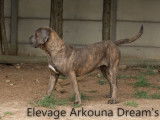 Arkouna Dream's