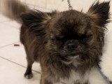 Cani-Coiff