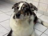 Cani-Coiff