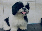 Cani-Coiff