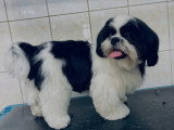 Cani-Coiff