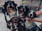 Cani-Coiff