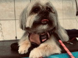 Cani-Coiff