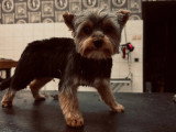 Cani-Coiff