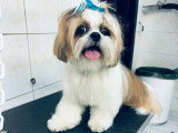 Cani-Coiff