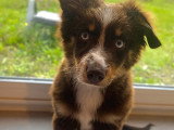 Cani-Coiff