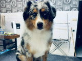 Cani-Coiff