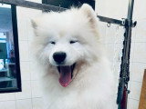 Cani-Coiff