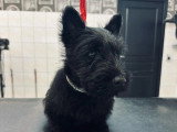 Cani-Coiff