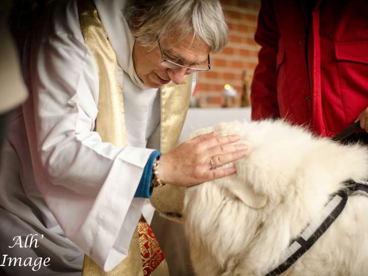 Kennel Club Belge - Fédération Canine Belge