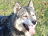 Magic Wolf