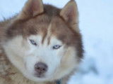 Magic Wolf