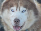 Magic Wolf