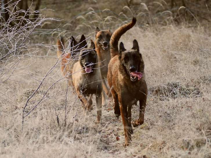 De La Noire Alliance