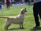 Chablais Labrador Retrievers