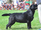 Chablais Labrador Retrievers