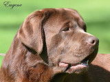 Chablais Labrador Retrievers