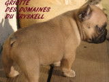 Des Domaines du Tryskell
