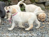 Labradors des vergers de Taly