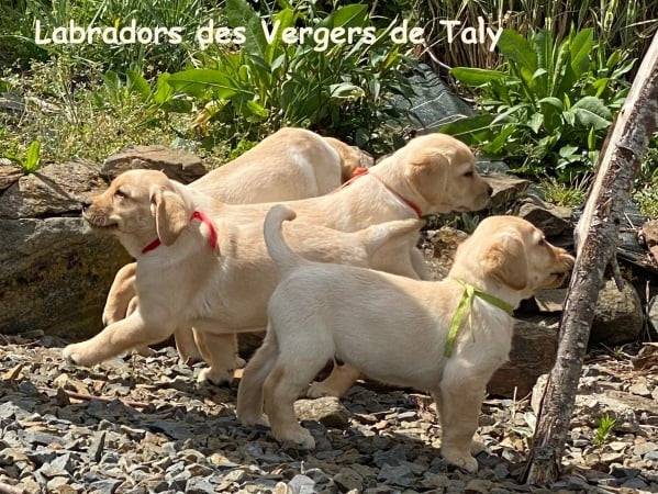 Labradors des vergers de Taly